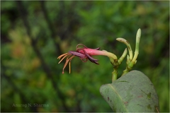 Macrosolen capitellatus